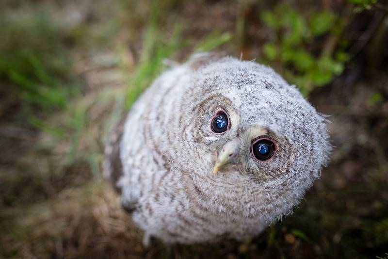 Fotografie několika z mnoha tisíc zvířat, které vyléčili a vykrmili a vrátili zpět do přírody pracovníci Záchranná stanice Pavlov u Ledče nad Sázavou.