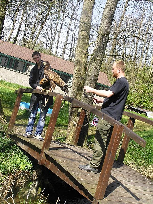 Azyl v záchranné stanici nacházejí desítky handicapovaných zvířat a ptáků. Pomoci s péčí o ně mohou adoptivní rodiče.