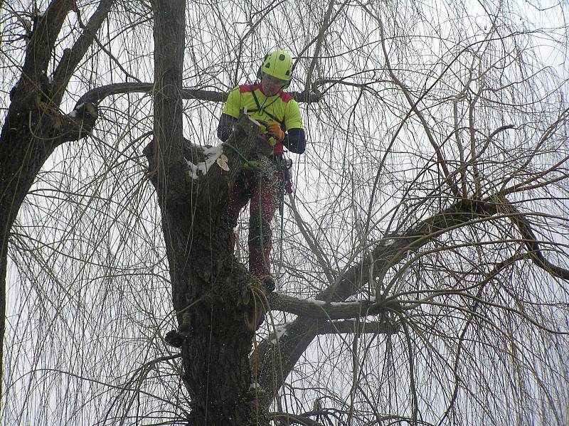 Stromy na Kalinově nábřeží v Brodě upravují arboristé.