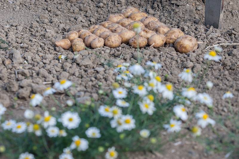 Polní den o bramborách v Olešné.