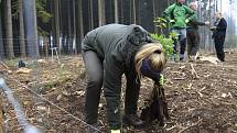 Studenti a zaměstnanci Fakulty lesnické a dřevařské ČZU se zapojili do obnovy lesů u Štoků.