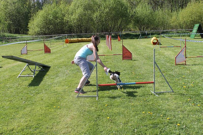 Pejsci všech možných plemen, stáří a velikosti v sobotu soutěžili o přízeň poroty u přehrady Na Žabinci. Výtěžek z akce přispěl na dětské oddělení brodské nemocnice.