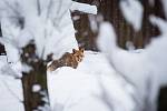 Zvířátka ve sněhu v Záchranné stanici Pavlov u Ledče nad Sázavou.
