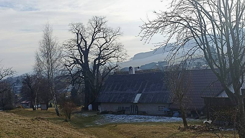 V obci Telecí stojí zpívající Lukasova lípa