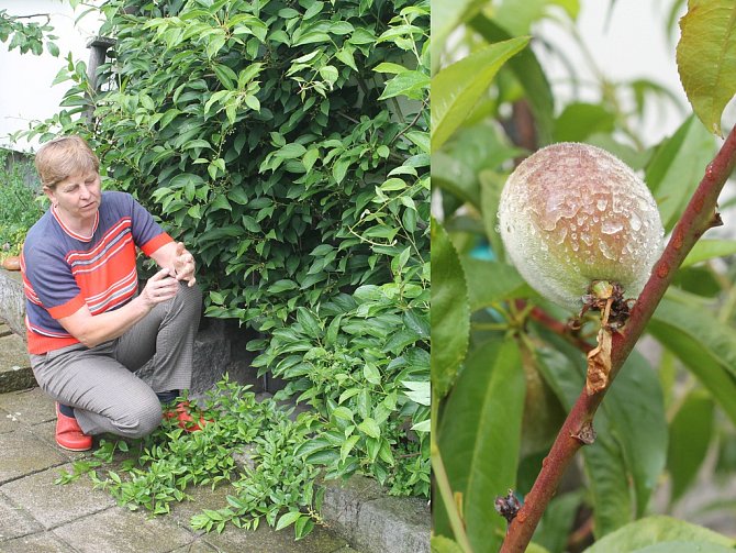 Libuše Žáčková návštěvníkům povyprávěla mimo jiné o svých zkušenostech s pěstováním  minikiwi (na snímku vlevo).  Těší se také na další úrodu broskví (vpravo).