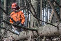 Při práci v lese spadl na muže kmen stromu.