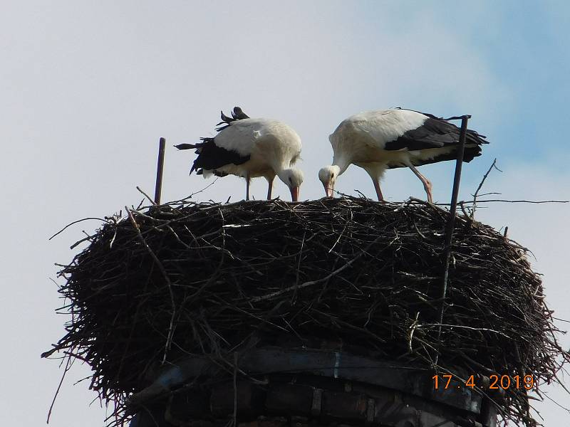 Čápi na komíně v Leštině u Světlé. Foto: Karel Novotný