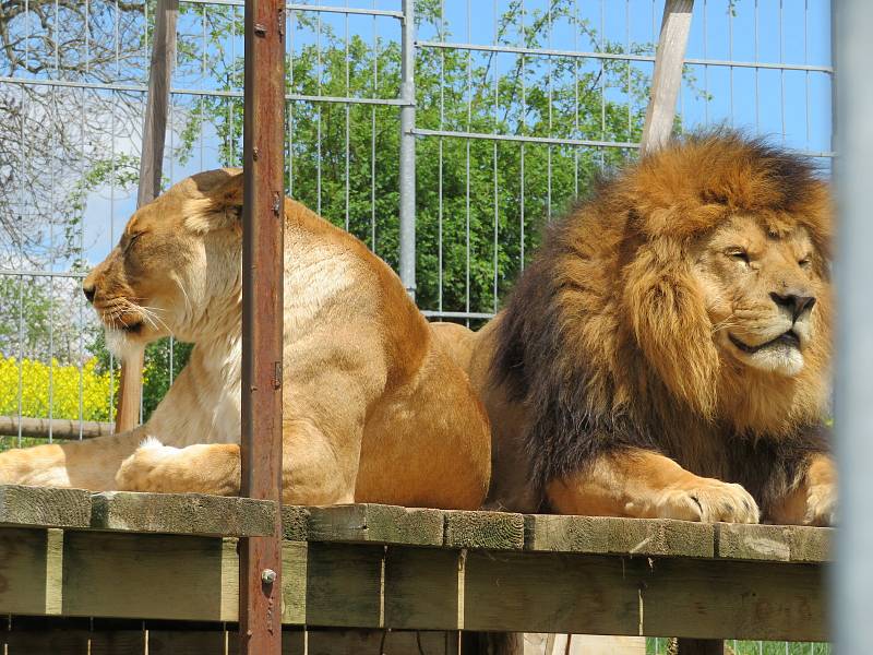 Táborská zoologická zahrada po nucené koronavirové pauze zažívá boom návštěvníků.