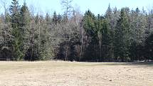 Pohled od pastviny směrem k lesu, kde bylo nalezeno tělo zavražděného mladíka z Chotěboře.