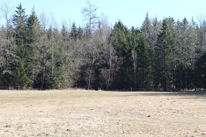 Pohled od pastviny směrem k lesu, kde bylo nalezeno tělo zavražděného mladíka z Chotěboře.