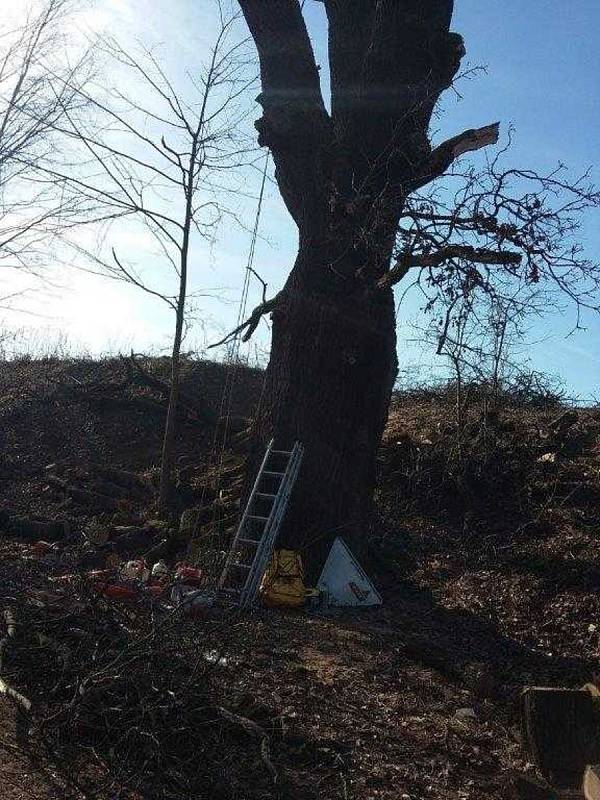 Smutný osud víc než stoletého dubu v lokalitě U Traplů nedá spát některým městským zastupitelům.