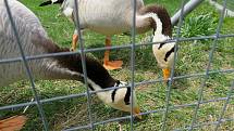 Táborská zoologická zahrada po nucené koronavirové pauze zažívá boom návštěvníků.