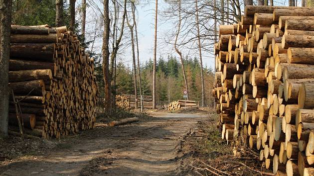 Kácení stromů na Vysočině. Ilustrační foto