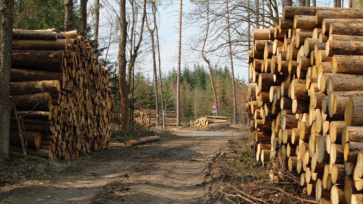 Majitel nachytal ve svém lese na Jihlavsku nezvané těžaře. Dřevo už bylo pryč
