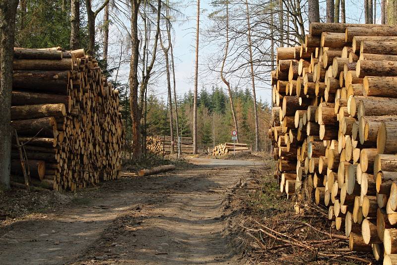 Kácení stromů na Vysočině. Ilustrační foto