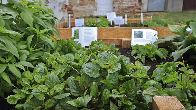 Plodiny budoucnosti: Vysočinští bramboráři pěstují batáty i náhražku cukru