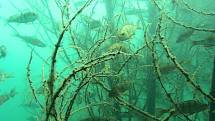 Potápět se vyznavači vodních světů nemusejí jen v evropských či jiných mořích. Atraktivní podívání jim na Vysočině nabídne i zatopený lom v Borku na severu Havlíčkobrodska. 