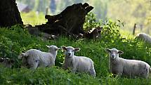 Lidé mířící za agroturistikou najdou ve Věcově u Kadeřávků pravou vesnickou idylku.