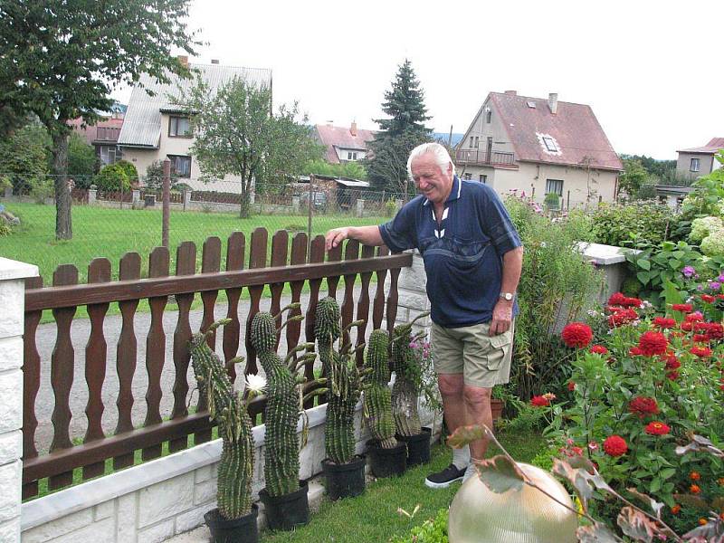 Na osmi kaktusech vykvetlo přes sto třicet kalichů. Ty ale během dvou dnů odkvetly. Přesto i z jediného je podle pěstitele Václava Čudy cítit intenzivní vůně. 