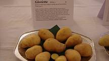 Výstava a ochutnávka brambor v Lukově.