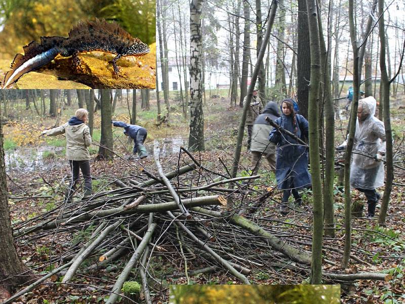 Vše pro čolka velkého. Zhruba dvacítka dobrovolníků se o víkendu pustila do čištění několika chotěbořských tůní, v nichž žije řada vzácných obojživelníků.