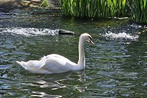 Labuť s andělským křídlem v jihlavské zoologické zahradě. Foto: poskytla Stanice Pavlov