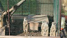 Surikaty poutají pozornost v každé zoo.  Vladimír Zadražil je chová doma, a tak mu panáčkující šelmy zpestří každý den. 