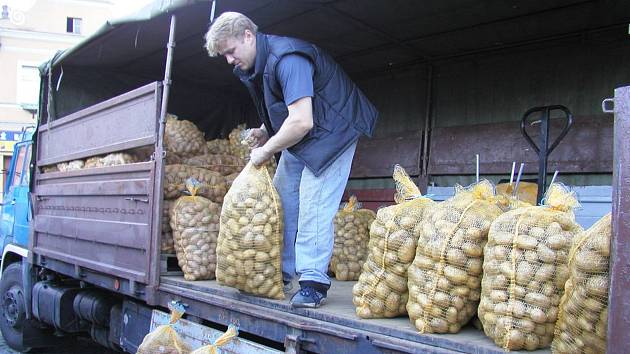 Rané brambory na Vysočině míří na pulty: do ceny se promítá zdražování energií