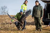 Nedávná záchrana orla, na které se podílela Záchranná stanice Pavlov. 
