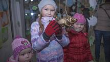 Ryby, kam se podíváš – to je základní motiv letošní vánoční výstavy, kterou přichystalo společně se širokou veřejností Městské muzeum Chotěboř.