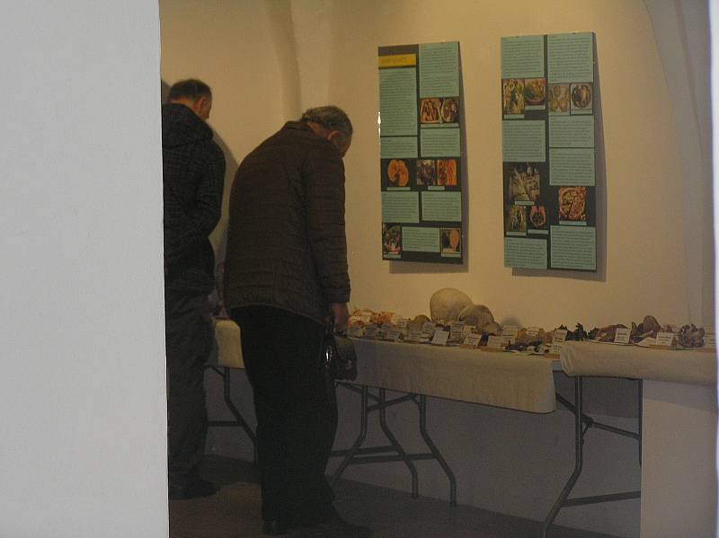 Stovky hub v brodském muzeu. Podívejte se