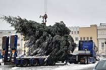 Strom na Havlíčkovo náměstí dorazil v pondělí dopoledne.