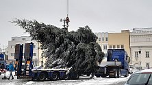 Strom na Havlíčkovo náměstí dorazil v pondělí dopoledne.