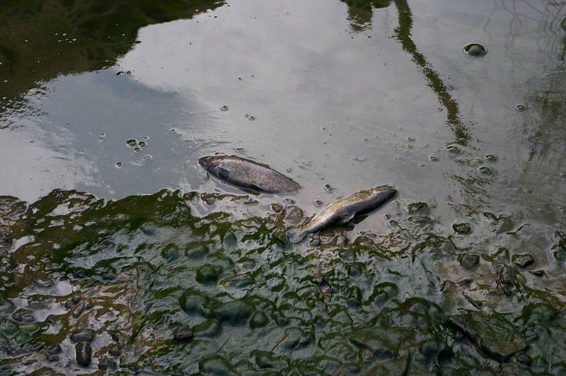 Potok v lokalitě Na Fialkách ve Světlé nad Sázavou. Foto: Roman Doktor