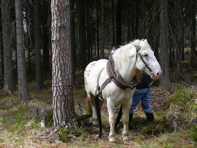 Bílý hřebec Salvyn tahá poblíž Starého Ranska s Antonínem Vráblíkem dřevo dvakrát v týdnu.