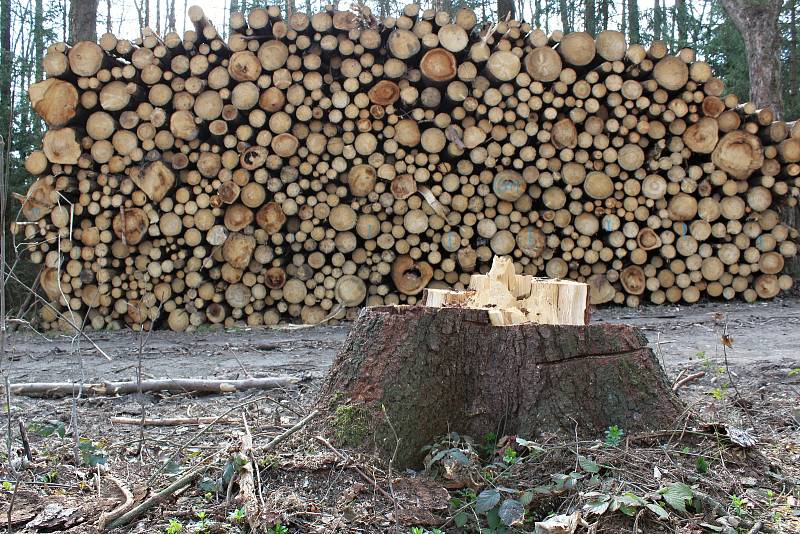 Skládky vytěženého kůrovcového dřeva na Třebíčsku.