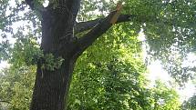 Čtvrteční noční vichřice napáchala škody například v havlíčkobrodkém parku Budoucnost. Silné větve urostlých lip lámala jako sirky. Kus stromu spadl například do areálu dětského hřiště za budovou AZ Centra na Rubešově náměstí. 
