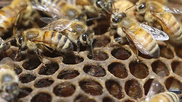 Mor včelího plodu ohrožuje Vysočinu. Omezení platí pro včelaře na Žďársku