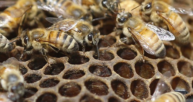 Mor včelího plodu ohrožuje Vysočinu. Omezení platí pro včelaře na Žďársku