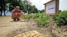 Producenti brambor z celé České republiky, kteří se ve čtvrtek sešli v Olešné na Havlíčkobrodsku, očekávají, že letošní úroda bude podstatně lepší než ta loňská. Součástí setkání byly i prohlídky polních pokusů (na snímku). 