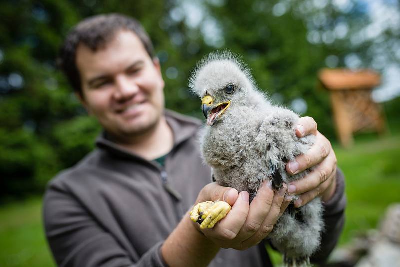 Fotografie několika z mnoha tisíc zvířat, které vyléčili a vykrmili a vrátili zpět do přírody pracovníci Záchranná stanice Pavlov u Ledče nad Sázavou.