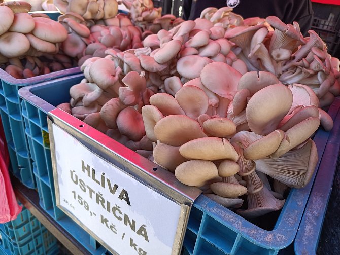 Tereza Danko nabízí návštěvníkům úrodu obrovslých hub, které Dankovi pěstují doma