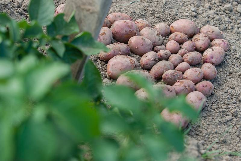 Polní den o bramborách v Olešné.