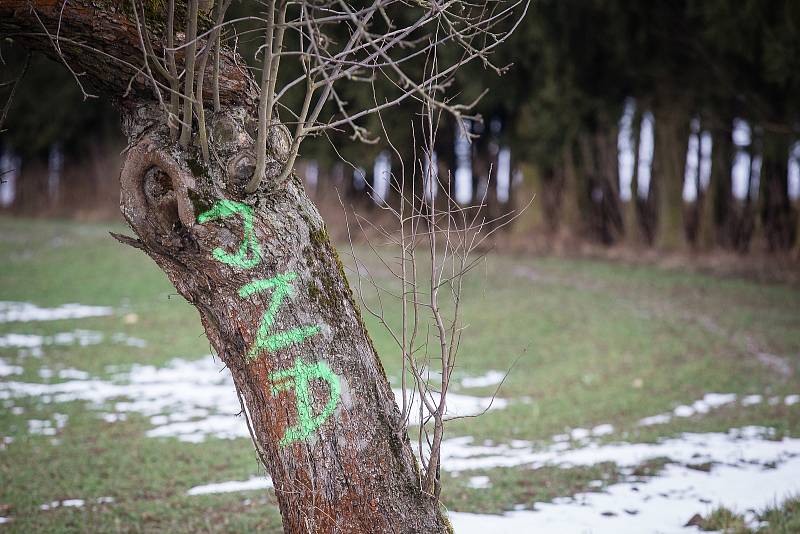 Hanlivé nápisy na stromech u Šlapanova na Havlíčkobrodsku.