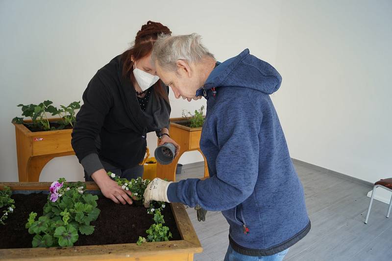 Nákup a sázení sazenic v sociálně-terapeutické dílně ve Světlé