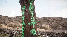 Hanlivé nápisy na stromech u Šlapanova na Havlíčkobrodsku.
