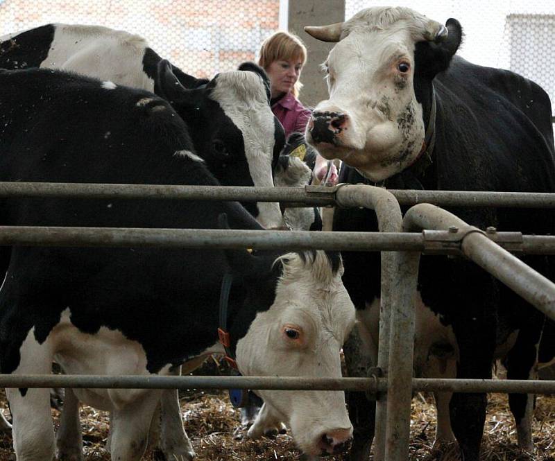 Zemědělské družstvo Kámen patří mezi významné distributory mléka na Vysočině. V současné době chová necelou tisícovku dojnic. Mléko prodává mlékárnám v Hlinsku, Jihlavě, nebo přibyslavské Pribině.  