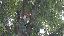 Zajímavá, ale ne pro každého. Taková je práce arboristů, kteří provádějí ruční ošetření dřevin. Zvládnutí takové profese předpokládá určitou horolezeckou průpravu. 