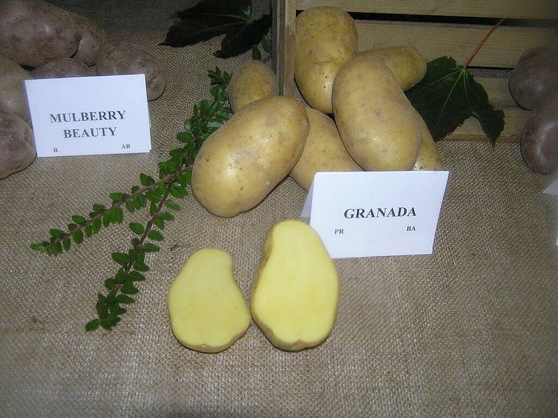 Vysočina vždycky byla pěstováním brambor přímo pověstná