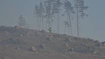 V pondělí na Vysočině hořel les i u Kněžic.